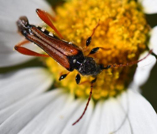 Réf. 258 731 : Stenopterus rufus